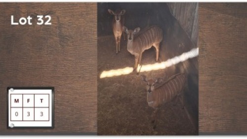 3 X NYALA V/F: 3 (Per Piece to take the lot/Per stuk om lot te neem)