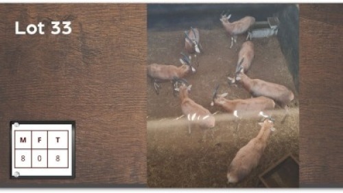 8 X BLESBOK M: 8 (Per Piece to take the lot/Per stuk om lot te neem)