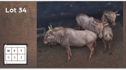 3 X GOUE WILDEBEES V/F: 3 (Per Piece to take the lot/Per stuk om lot te neem)
