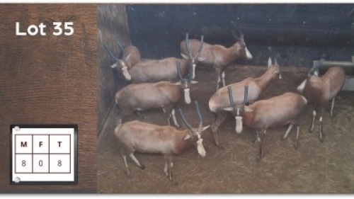 8 X BLESBOK M: 8 (Per Piece to take the lot/Per stuk om lot te neem)