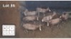 8 X BLESBOK M: 8 (Per Piece to take the lot/Per stuk om lot te neem)