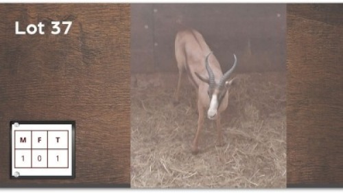 1 X KOPER SPRINGBOK M: 1