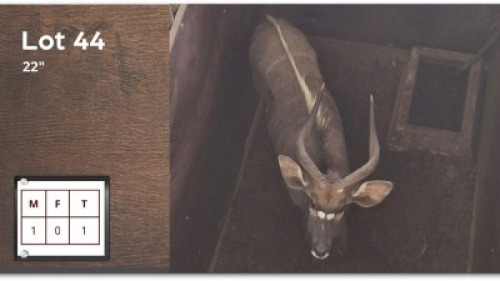 1 X NYALA 22" M: 1