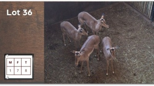 8 X ROOIBOK M: 1 V/F: 7 (Per Piece to take the lot/Per stuk om lot te neem)