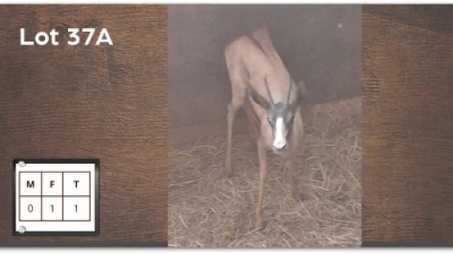 1 X KOPER SPRINGBOK V/F: 1