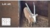 1 X GOUE GEMSBOK M: 1