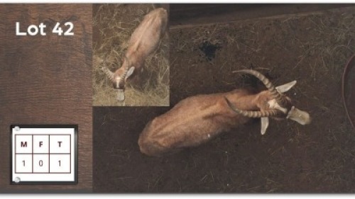 1 X BLESBOK M: 1