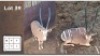 2 X GOUE GEMSBOK M: 2 (Per Piece to take the lot/Per stuk om lot te neem)