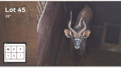 1 X NYALA 22" M: 1