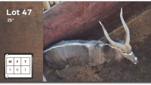 1 X NYALA 25" M: 1