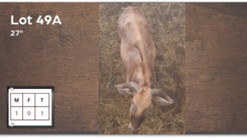 1 X GOUE WILDEBEES 27" M: 1