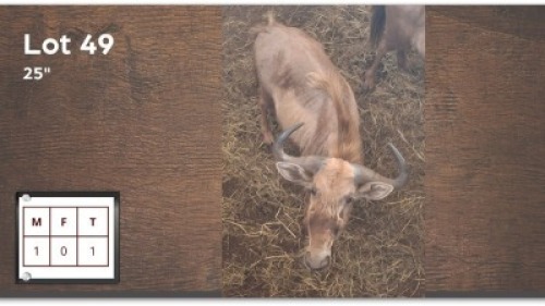 1 X GOUE WILDEBEES 25" M: 1