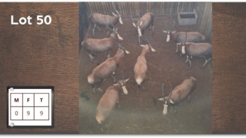 9 X BLESBOK V/F: 9 (Per Piece to take the lot/Per stuk om lot te neem)