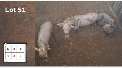 3 X GOUE WILDEBEES V/F: 3 (Per Piece to take the lot/Per stuk om lot te neem)