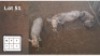 3 X GOUE WILDEBEES V/F: 3 (Per Piece to take the lot/Per stuk om lot te neem)