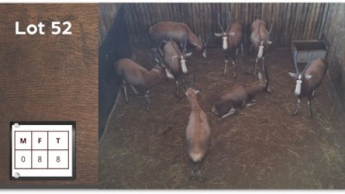 8 X BLESBOK V/F: 8 (Per Piece to take the lot/Per stuk om lot te neem)