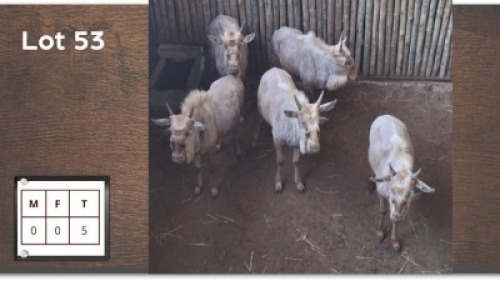 5 X GOUE WILDEBEES (Per Piece to take the lot/Per stuk om lot te neem)
