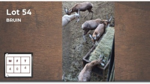4 X BLESBOK M: 4 - JONG (Per Piece to take the lot/Per stuk om lot te neem)