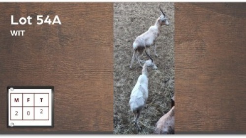 2 X WIT BLESBOK M: 2 - JONG (Per Piece to take the lot/Per stuk om lot te neem)