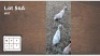 2 X WIT BLESBOK M: 2 - JONG (Per Piece to take the lot/Per stuk om lot te neem)