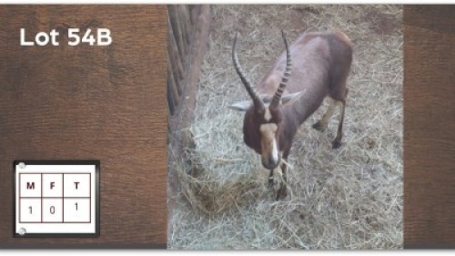 1 X BLESBOK M: 1