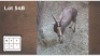 1 X BLESBOK M: 1