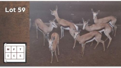 6 X SPRINGBOK V/F: 6 (Per Piece to take the lot/Per stuk om lot te neem)