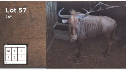 1 X GOUE WILDEBEES 26" M: 1