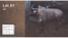1 X GOUE WILDEBEES 26" M: 1