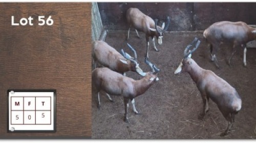 5 X BLESBOK M: 5 (Per Piece to take the lot/Per stuk om lot te neem)