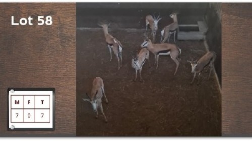 7 X SPRINGBOK M: 7 (Per Piece to take the lot/Per stuk om lot te neem)