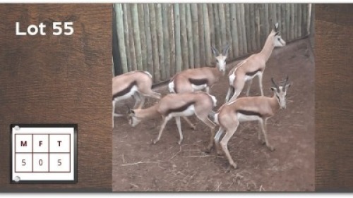 5 X SPRINGBOK M: 5 (Per Piece to take the lot/Per stuk om lot te neem)