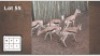 5 X SPRINGBOK M: 5 (Per Piece to take the lot/Per stuk om lot te neem)