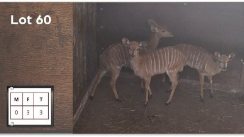 3 X NYALA V/F: 3 (Per Piece to take the lot/Per stuk om lot te neem)