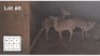 3 X NYALA V/F: 3 (Per Piece to take the lot/Per stuk om lot te neem)