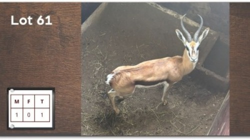 1 X SPRINGBOK M: 1