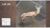 1 X SPRINGBOK M: 1