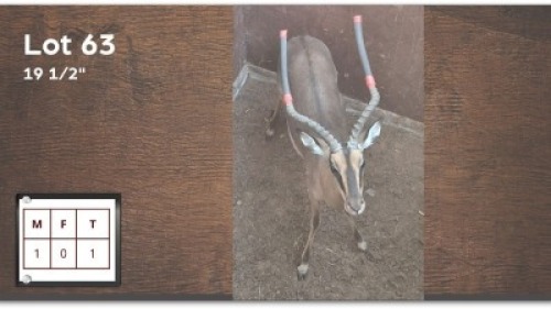 1 X SAALRUG ROOIBOK 19&frac12;" M: 1