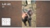 1 X SWART ROOIBOK M: 1