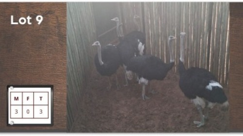 3 X VOLSTRUIS M: 3 (Per Piece to take the lot/Per stuk om lot te neem)