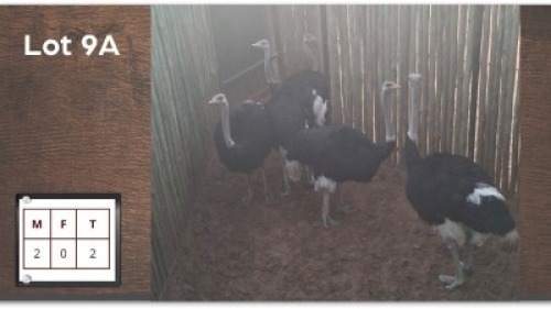 2 X VOLSTRUIS M: 2 (Per Piece to take the lot/Per stuk om lot te neem)