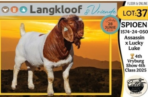 1X BOER GOAT FLOCK BUCK COLLEN BOERDERY