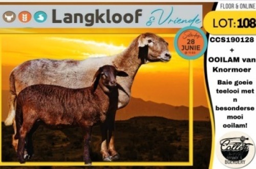 1+1X MEATMASTER EWE COLLEN BOERDERY