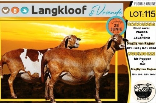 2X MEATMASTER PREGNANT EWE COLLEN BOERDERY (Per animal to take the lot)