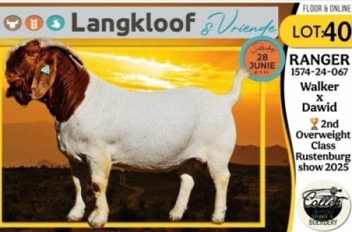 1X BOER GOAT FLOCK ON TEAT BUCK COLLEN BOERDERY