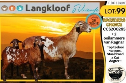 1+2X MEATMASTER EWE COLLEN BOERDERY