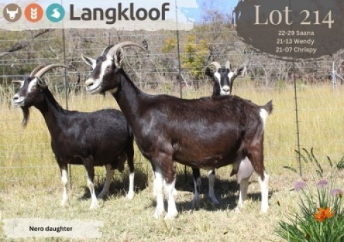 3X MELKBOK - DOE LANGKLOOF GAME FARM (Per animal to take the lot)