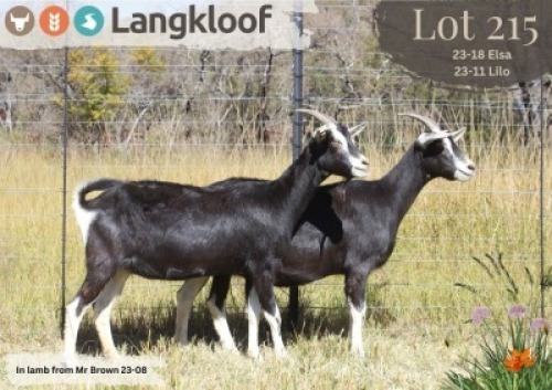 2X MELKBOK - DOE LANGKLOOF GAME FARM (Per animal to take the lot)