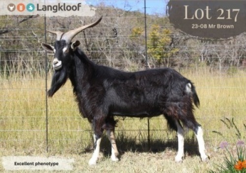1X MELKBOK - BUCK LANGKLOOF GAME FARM