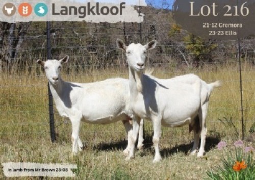 2X MELKBOK - DOE LANGKLOOF GAME FARM (Per animal to take the lot)